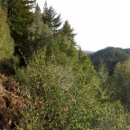 Observation Deck Loop: Henry Cowell State Park